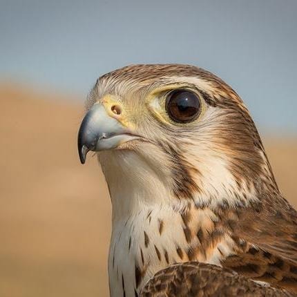 A falcon, in close detail