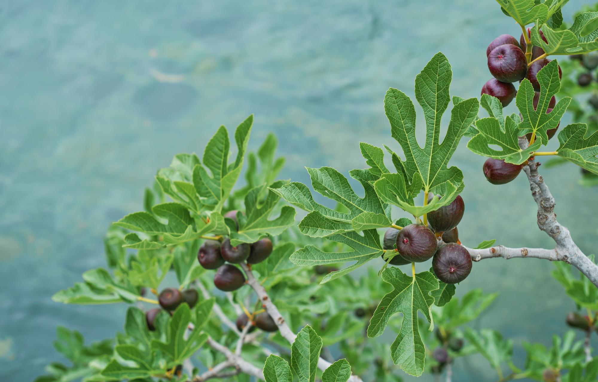 A fig tree branch with ripening fruit